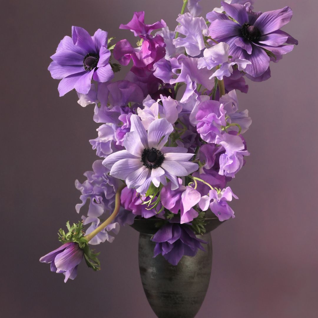 Himitsu Violets
